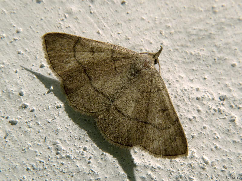 Paracolax tristalis (Fabricius, 1794)